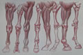 Michael Hensley Animal Anatomy, Horse 3